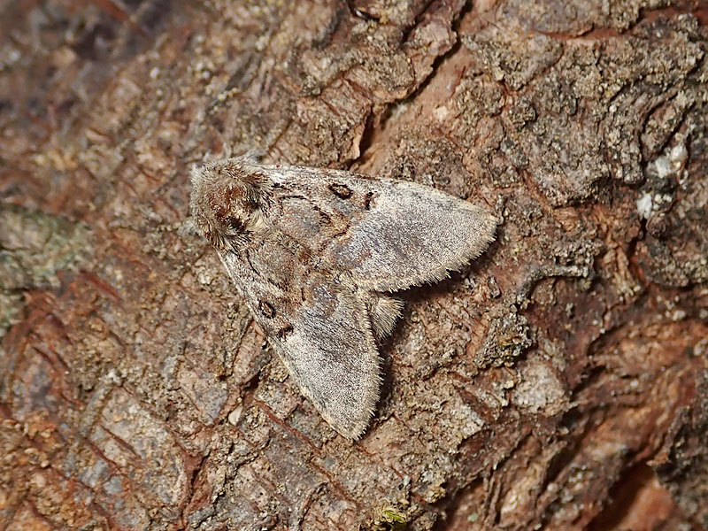 Colocasia coryli (Noctuidae)